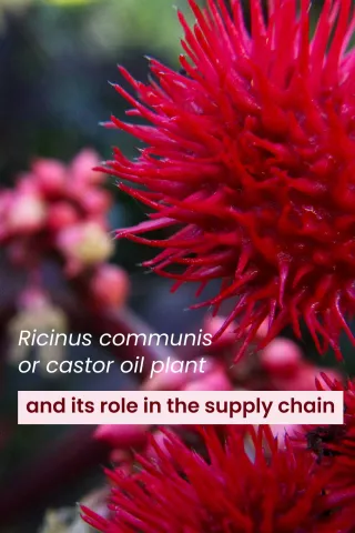 Image of a castor oil plant immustrating the insight's text