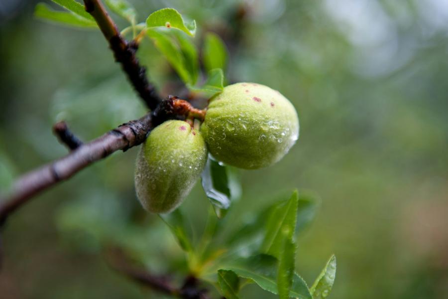 Almond tree