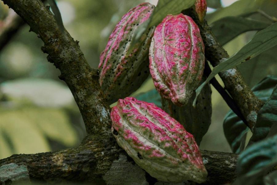 Purple cocoa bean