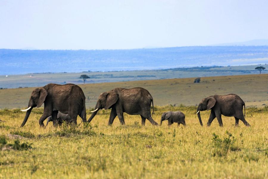 Kenya - 3 - Wildlife : Elephants across the site