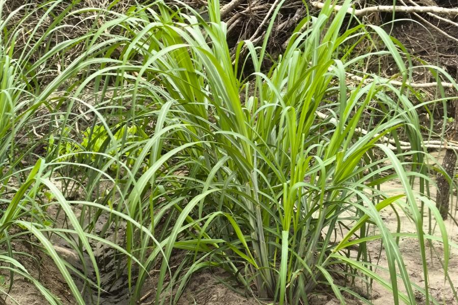 Sugar cane project