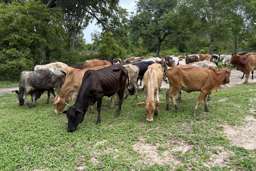 Cows