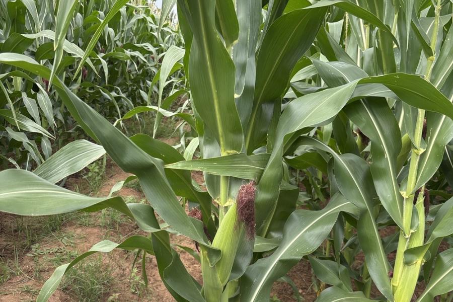 Sri Lanka - 04 - Corn - Corn plant