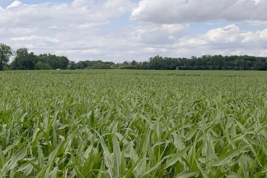 Assessment of former corn field before organic almond conversion