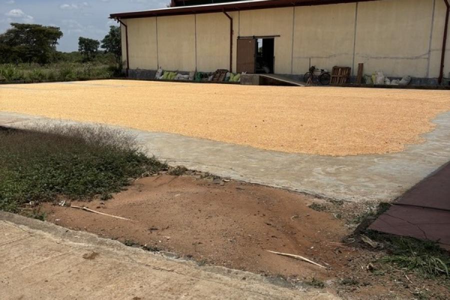 Sri Lanka - 05 - Corn - Old style drying