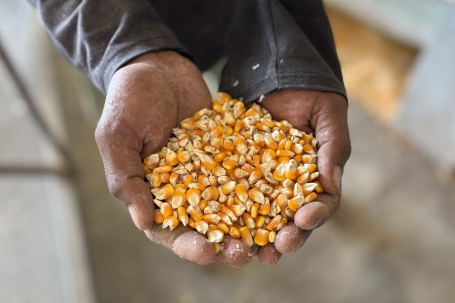 Corn production in Sri Lanka