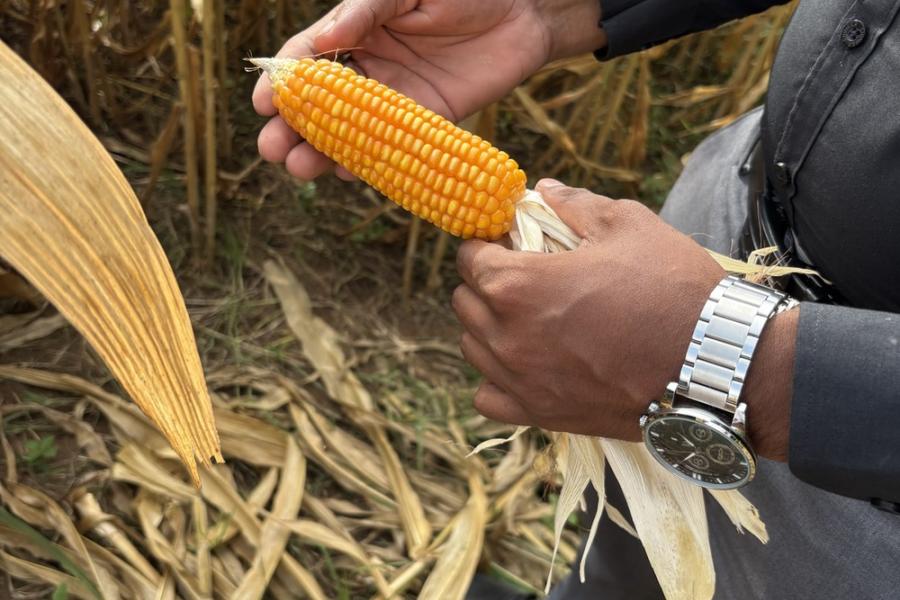 Sri Lanka - 01 - Corn - Field observation