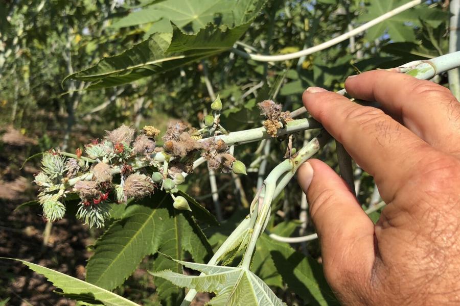 Indonesia - Castor Bean - Technical Due Diligence
