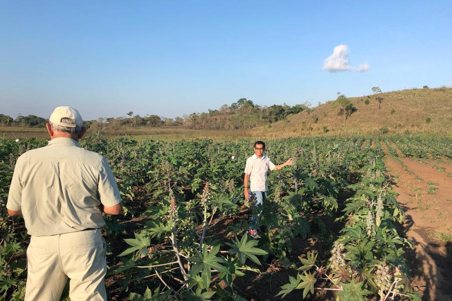 Indonesia - Castor Bean - Field Technical Due Diligence